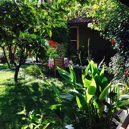 Gelincik * Orhaniye (Marmaris)